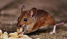 24 Hour & Emergency Exterminators in Hickory Hill, TN